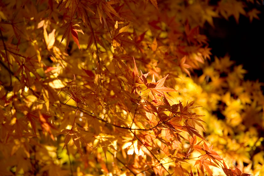 トップイメージ